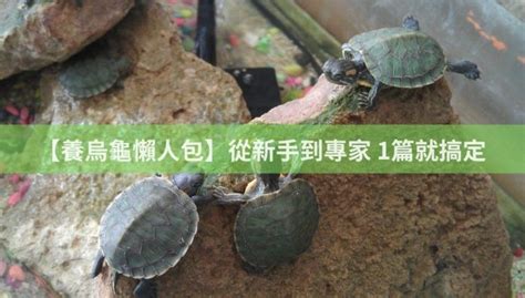 烏龜有雞雞嗎|【養烏龜懶人包】：從新手到專家，1篇就搞定